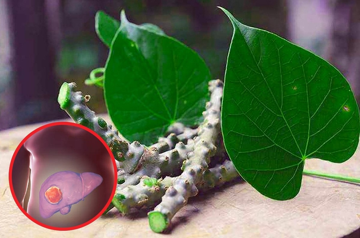 लिवर डैमेज कर रहा गिलोय?