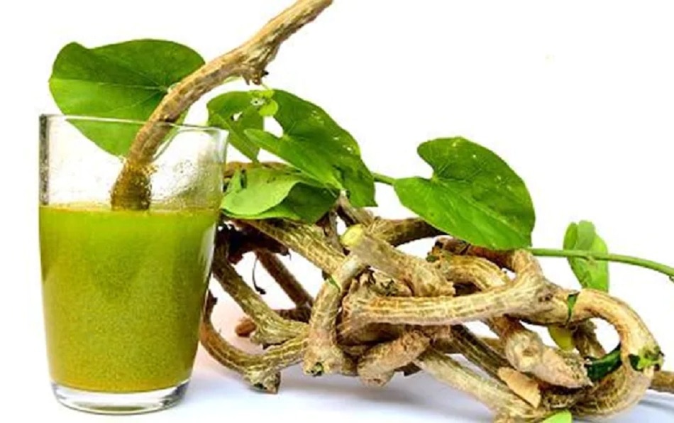 लिवर डैमेज कर रहा गिलोय?