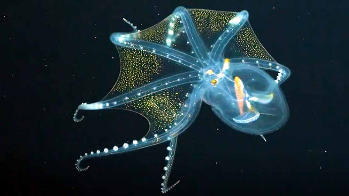 Glass Octopus Pacific 