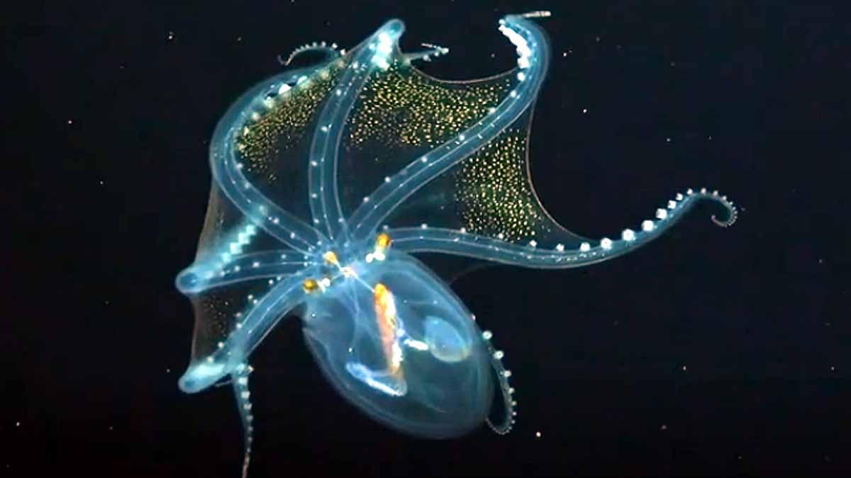 Glass Octopus Pacific 