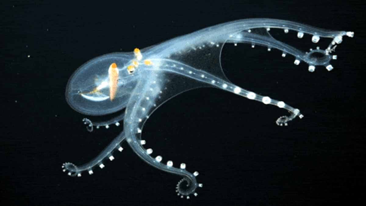 Glass Octopus Pacific 