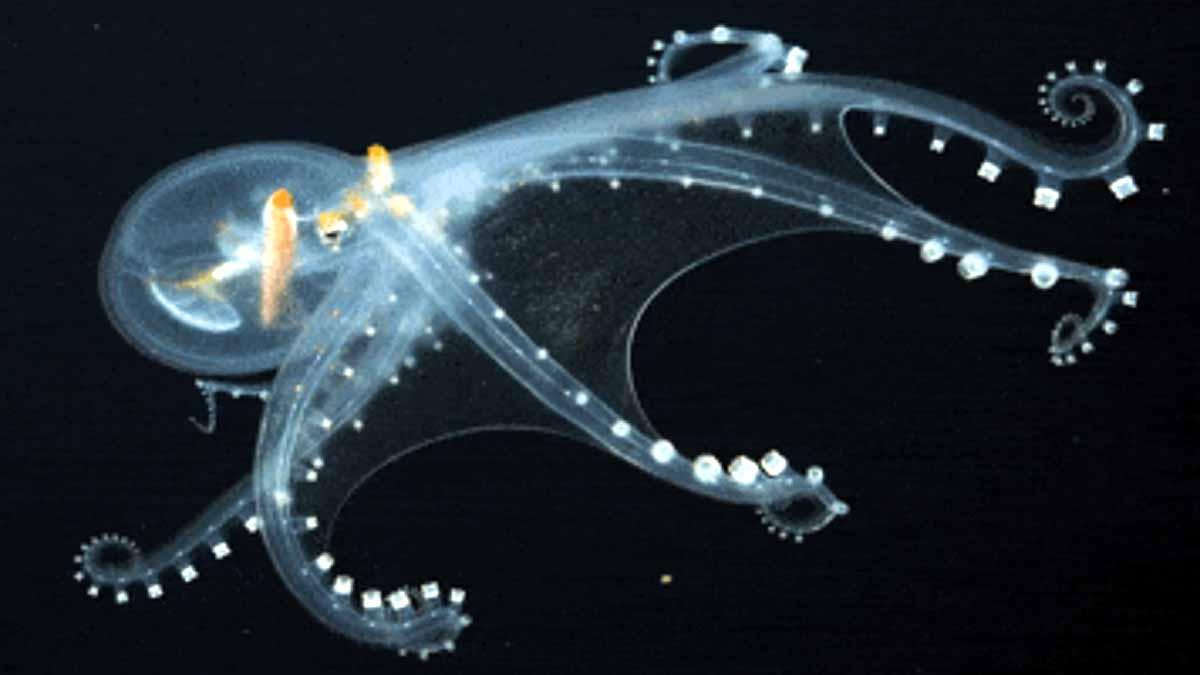 Glass Octopus Pacific 