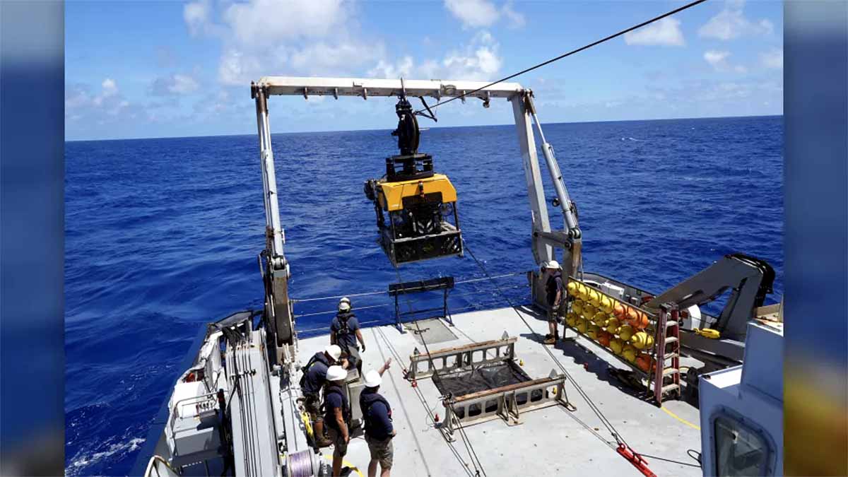 Glass Octopus Pacific 