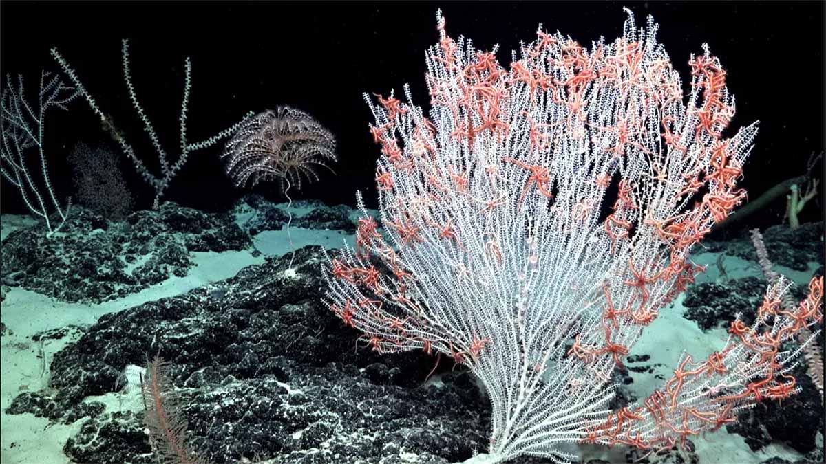 Glass Octopus Pacific 