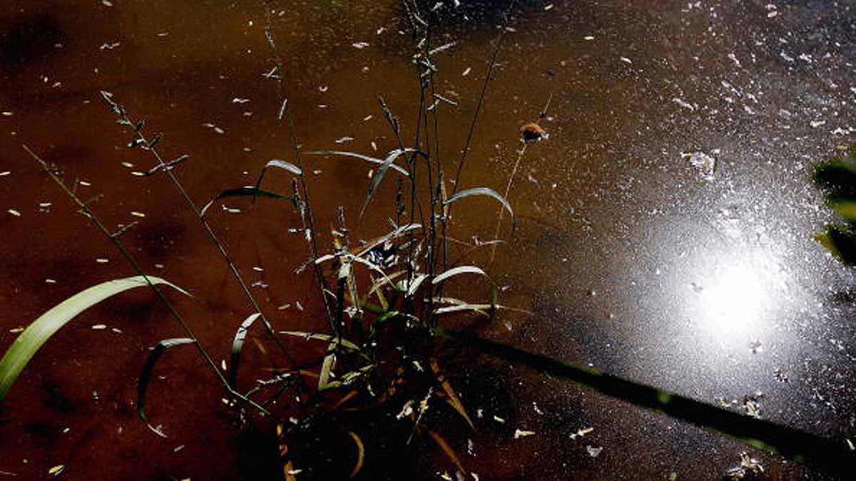 Global Warming Dengue