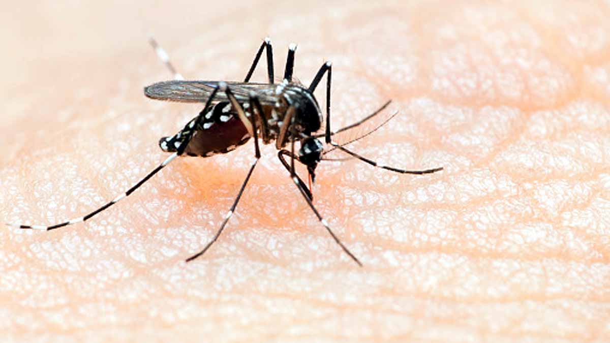 Global Warming Dengue