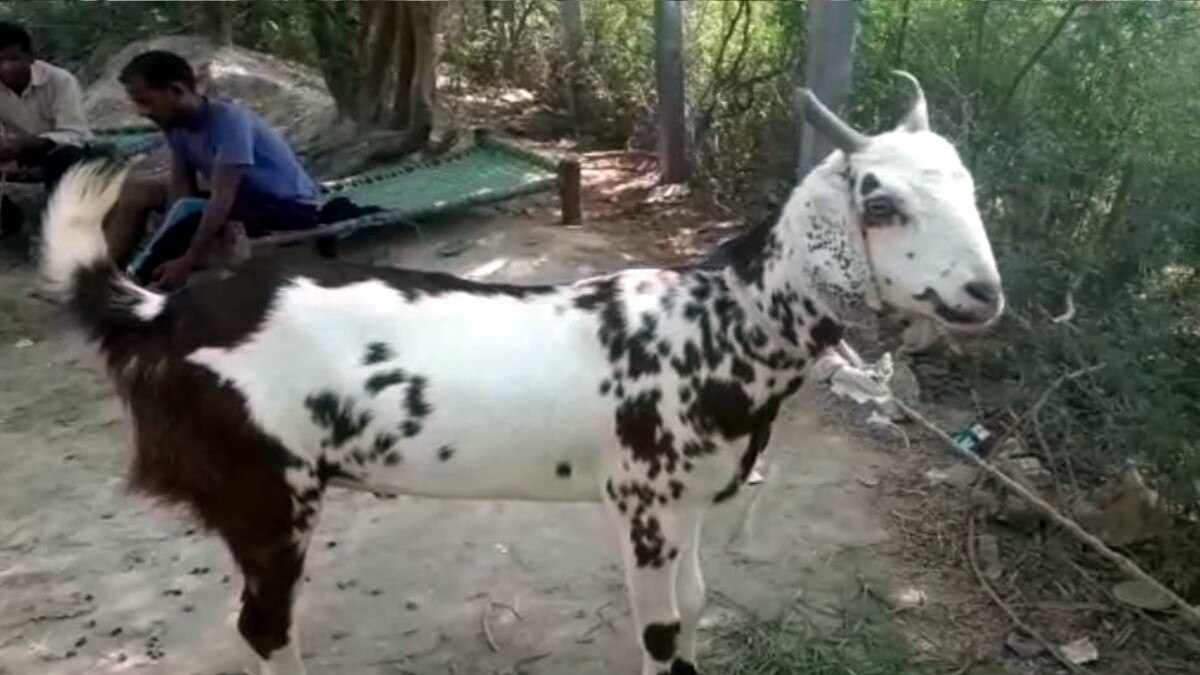 Goat became a symbol of religious unity