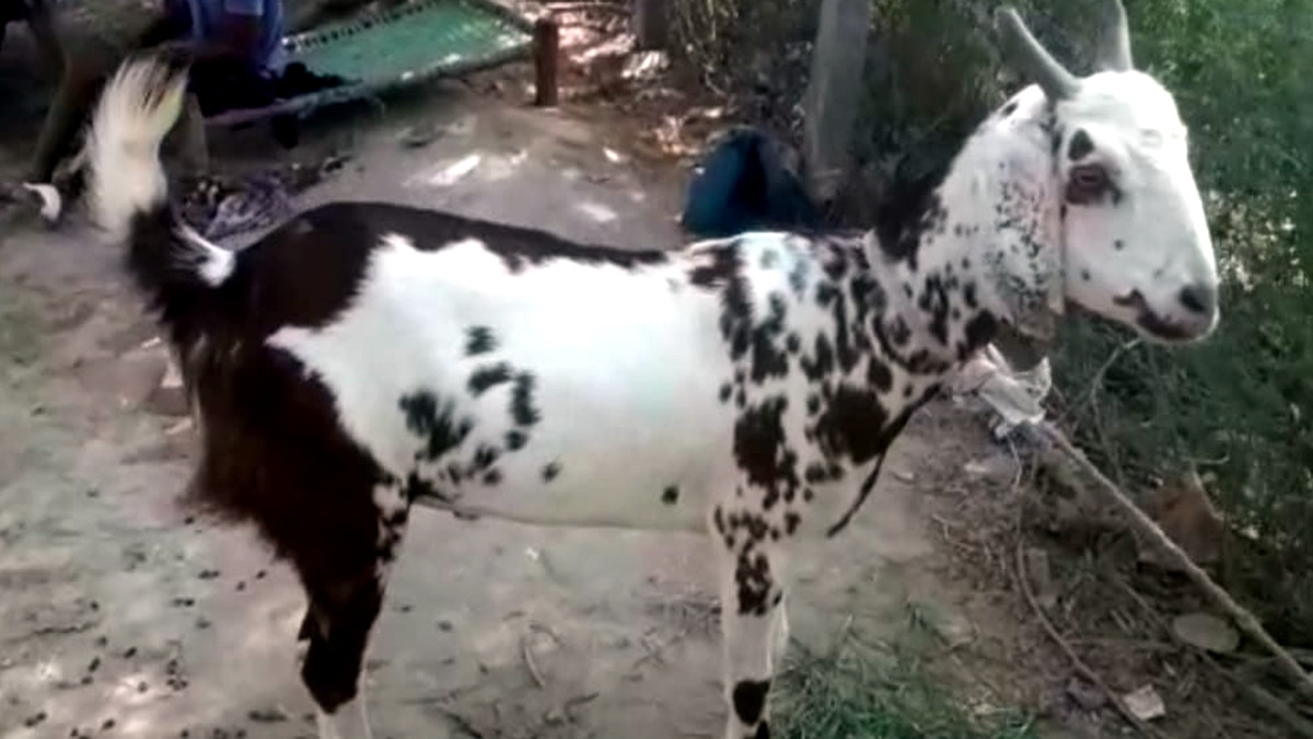 Goat became a symbol of religious unity