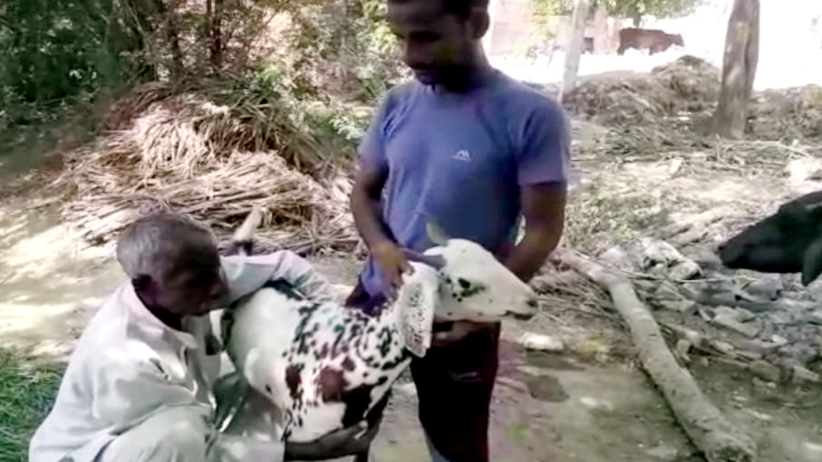 Goat became a symbol of religious unity