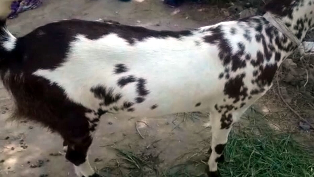 Goat became a symbol of religious unity