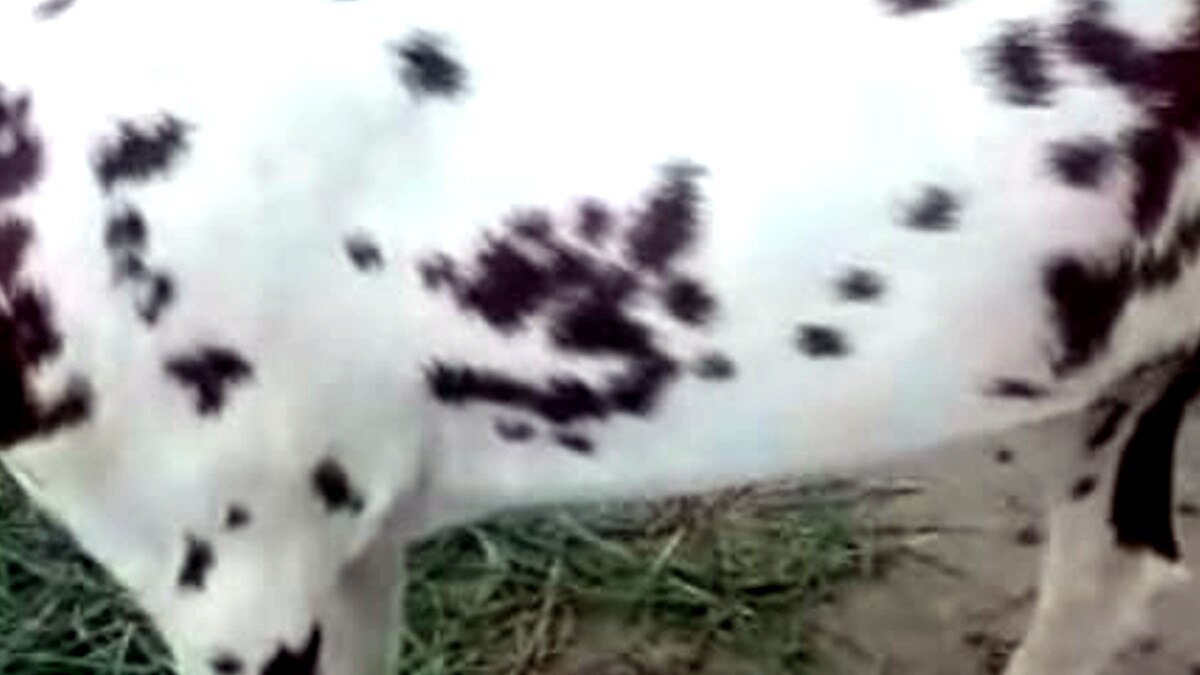 Goat became a symbol of religious unity