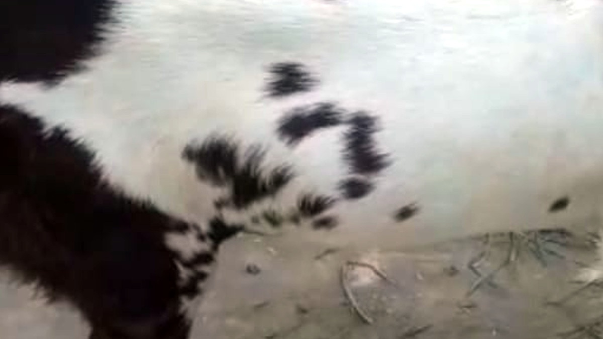 Goat became a symbol of religious unity