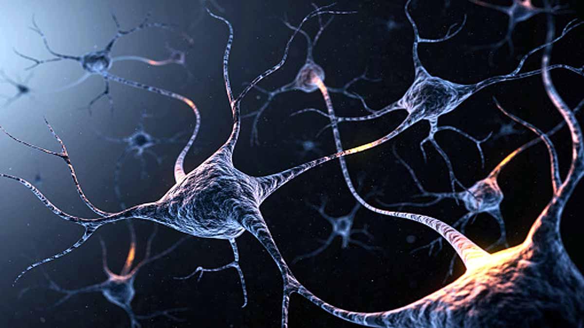 Grandmother Neurons