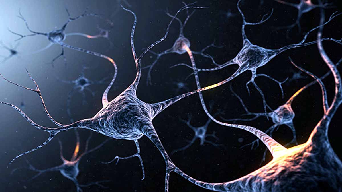 Grandmother Neurons