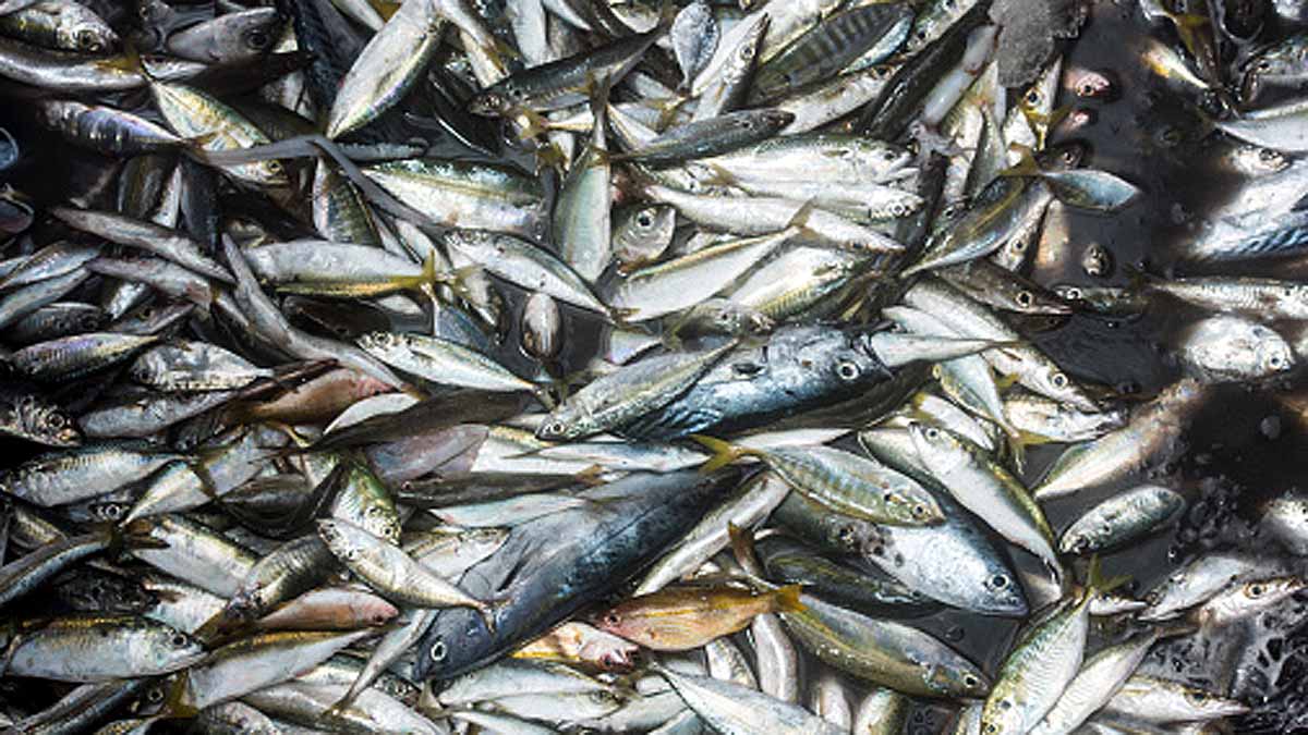 Heatwave Sea Creatures Died