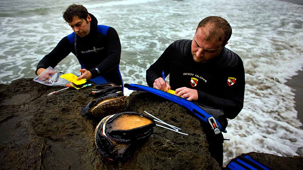 Heatwave Sea Creatures Died