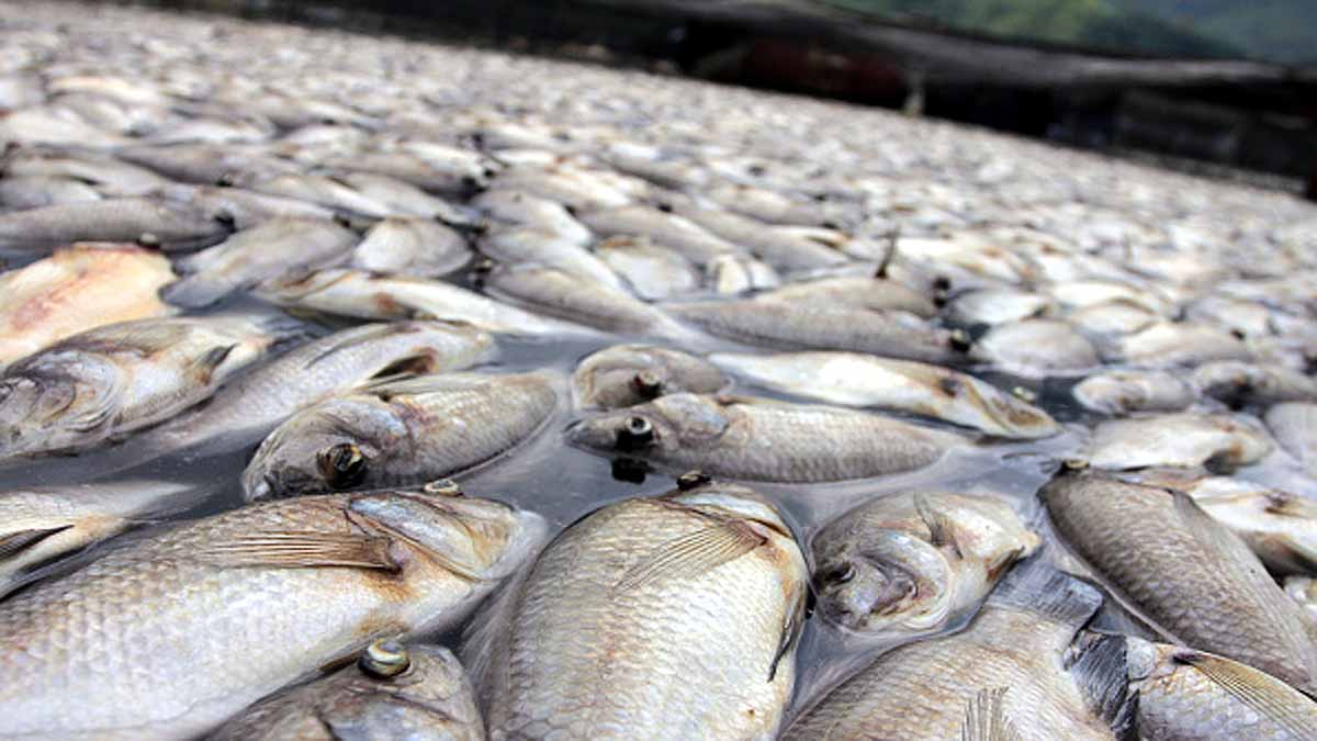 Heatwave Sea Creatures Died