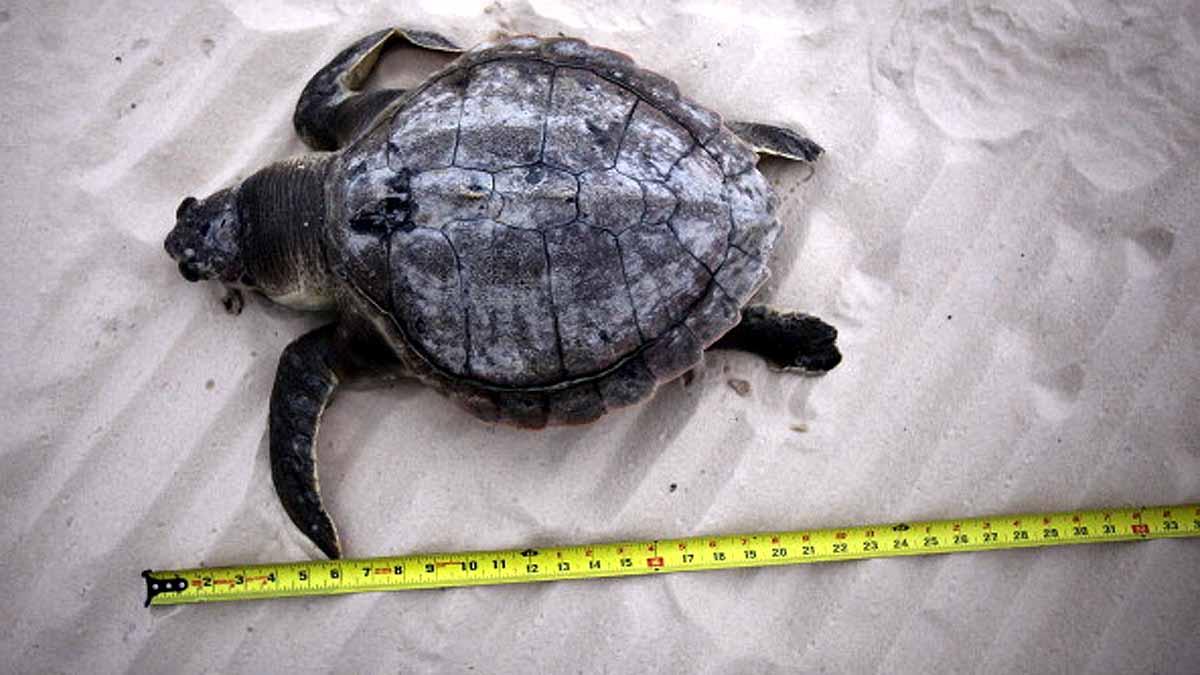 Heatwave Sea Creatures Died