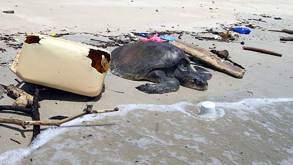 Heatwave Sea Creatures Died