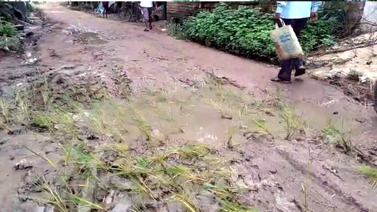 hooghly villagers planted paddy saplings protested