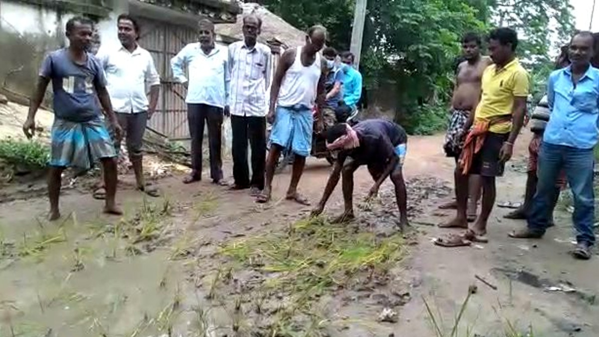 hooghly villagers planted paddy saplings protested