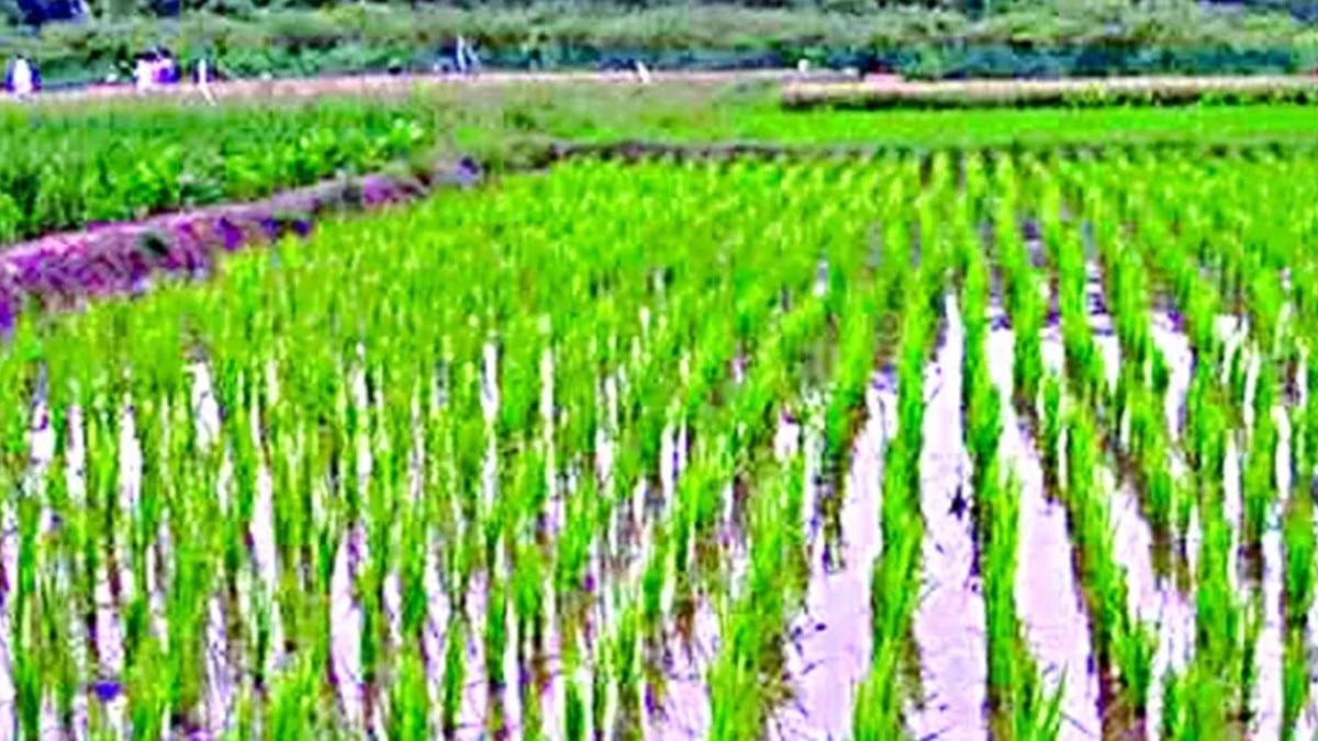 hooghly villagers planted paddy saplings protested