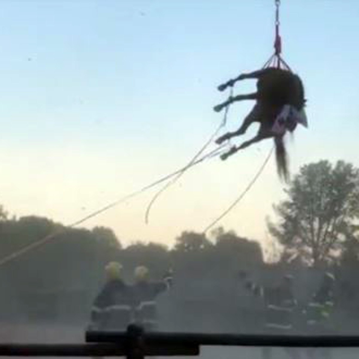 horse rescue by helicopter 