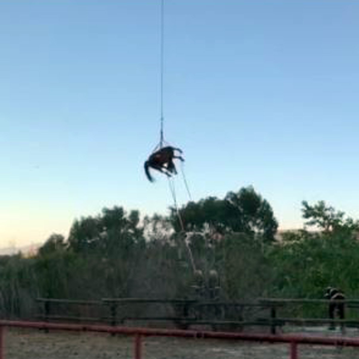 horse rescue by helicopter 