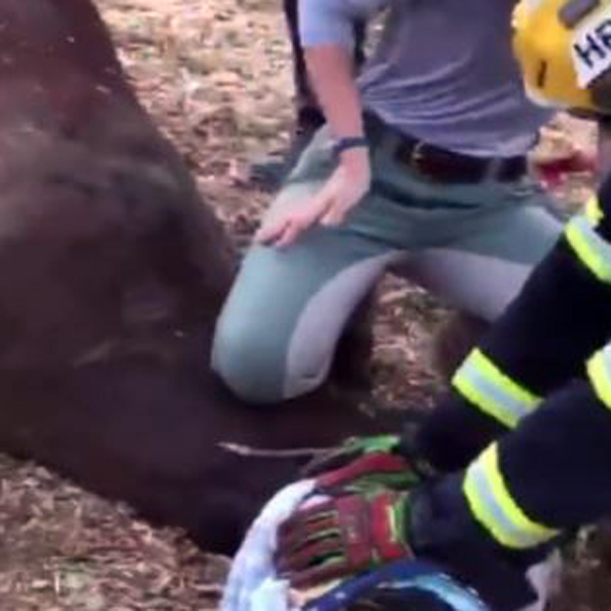 horse rescue by helicopter 