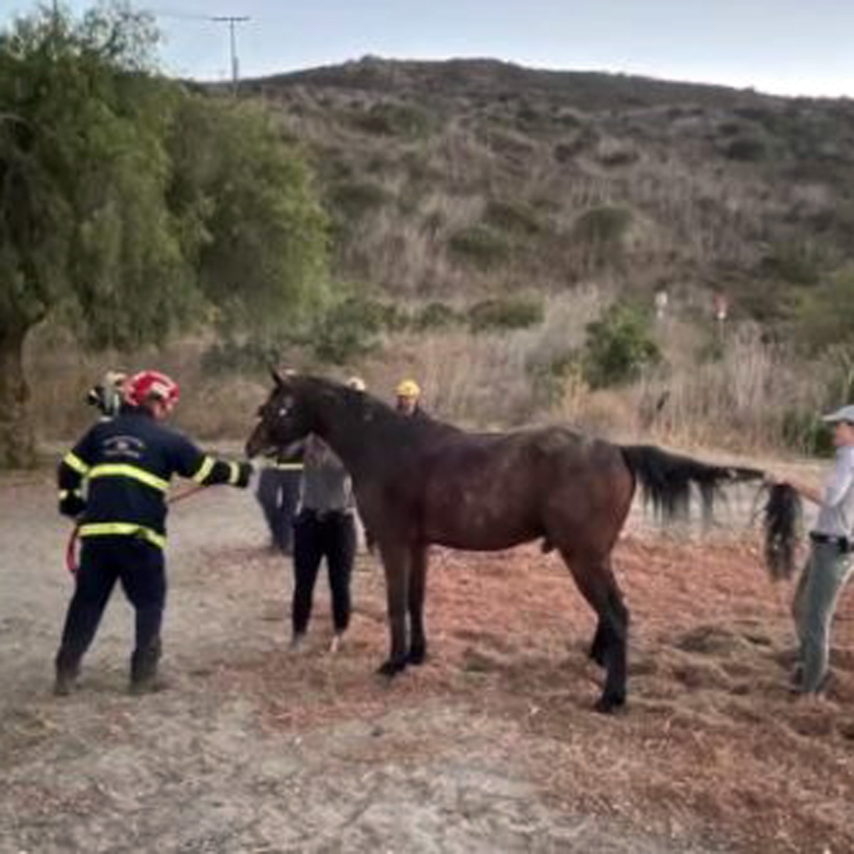 horse rescue by helicopter 