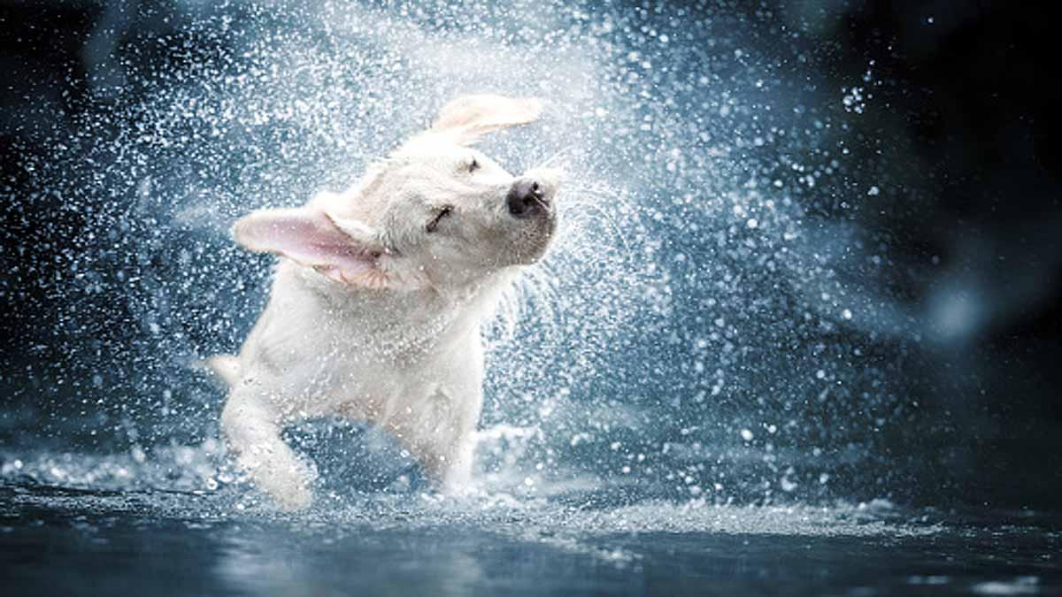 Animals Keep Their Cool