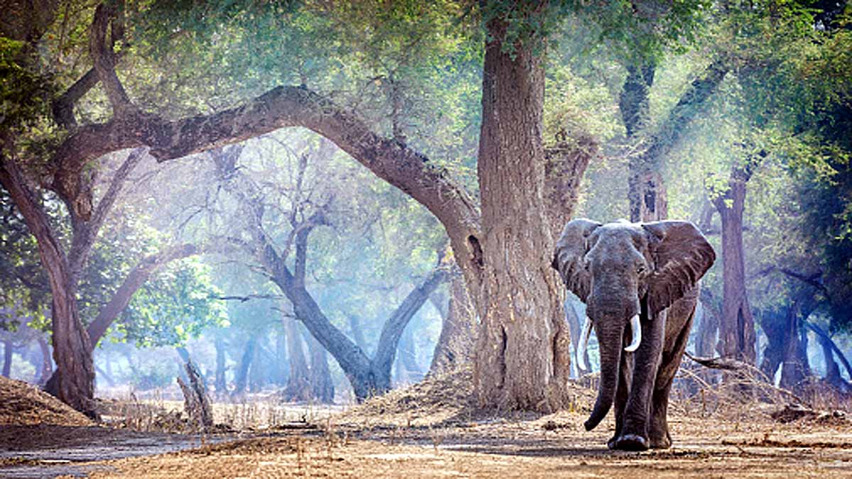 Animals Rising Temperature