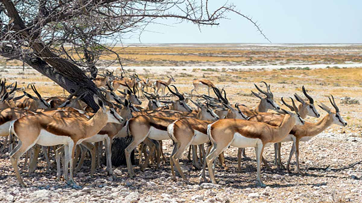 Animals Rising Temperature