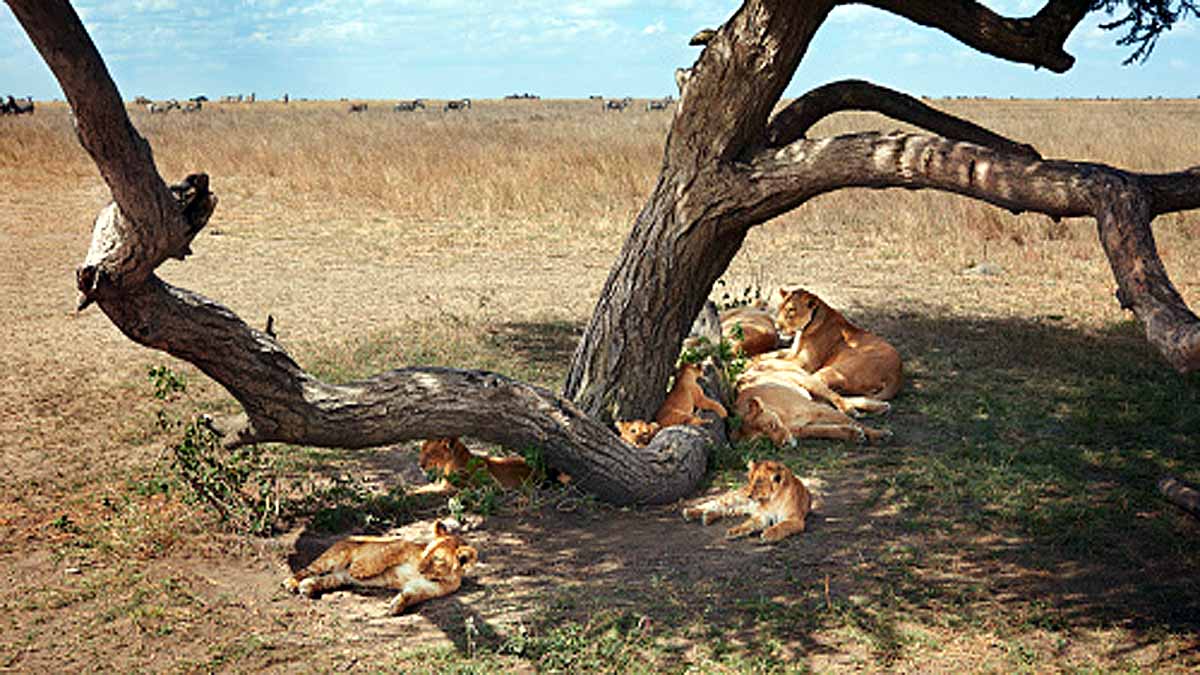 Animals Rising Temperature