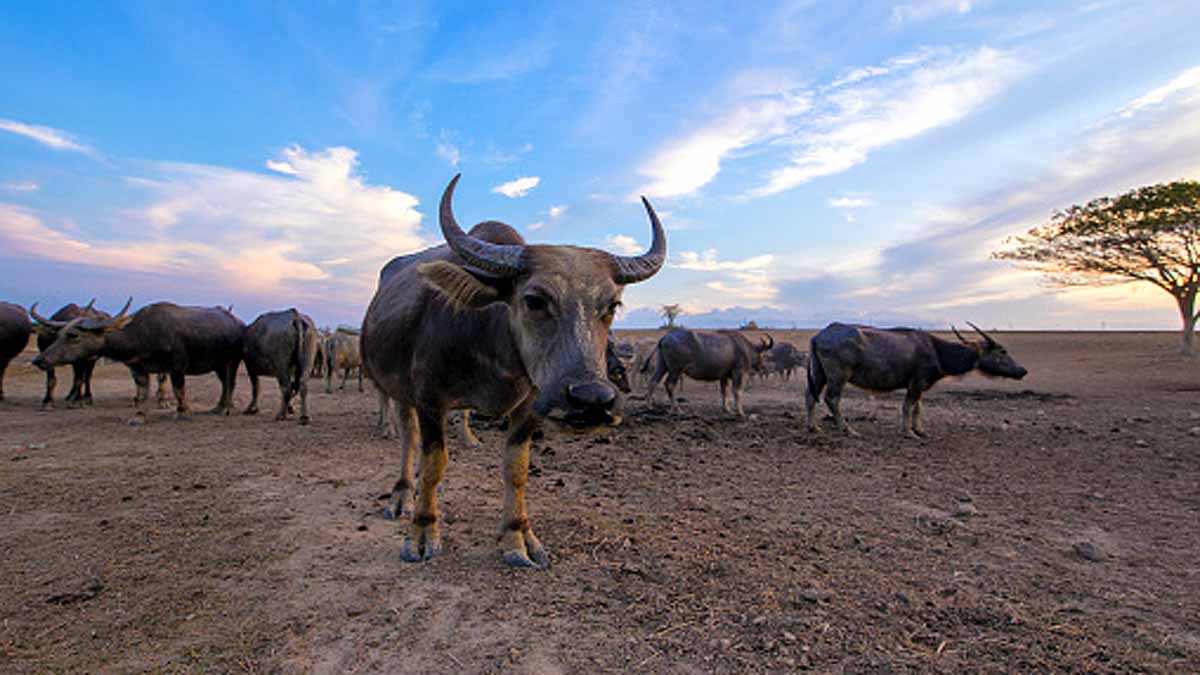 Animals Rising Temperature