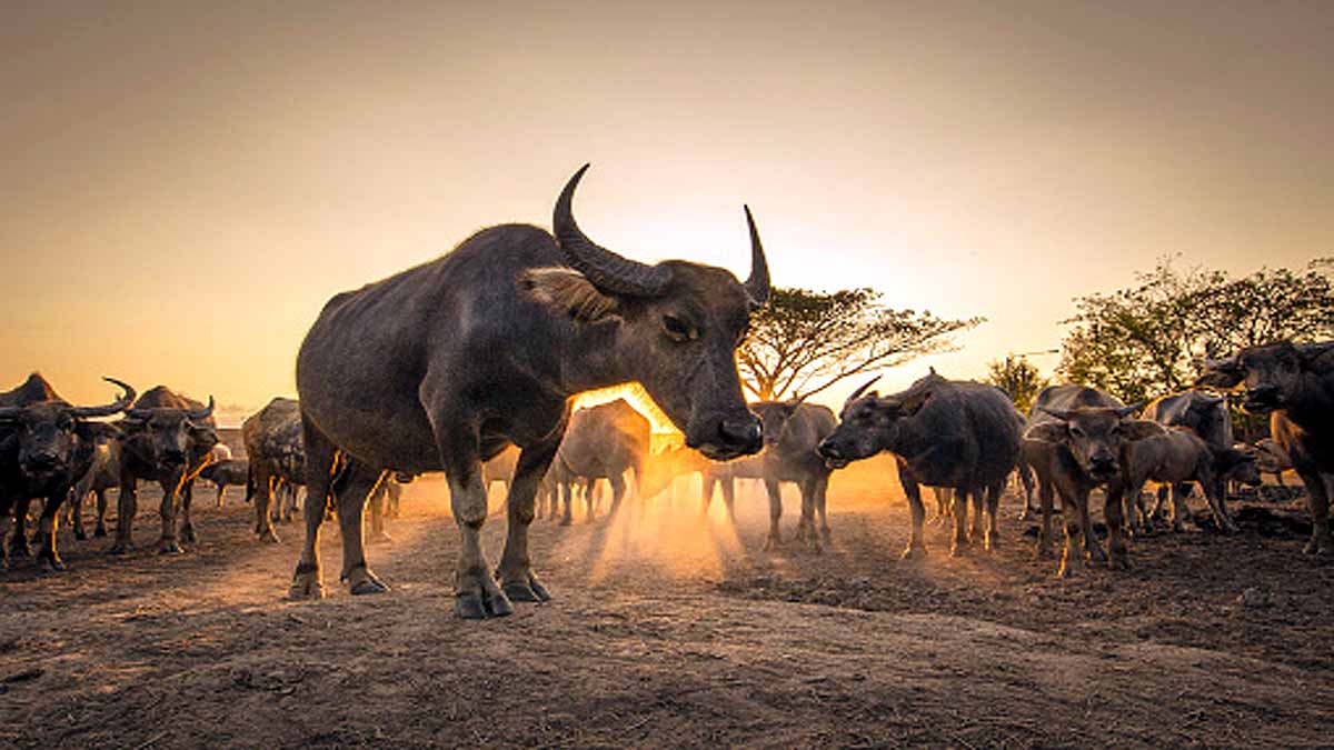 Animals Rising Temperature