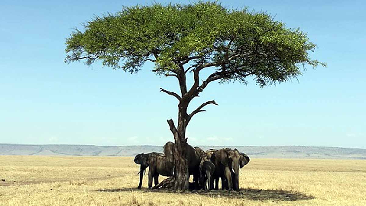 Animals Rising Temperature