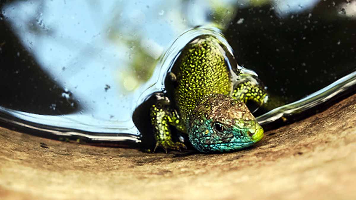 Animals Rising Temperature