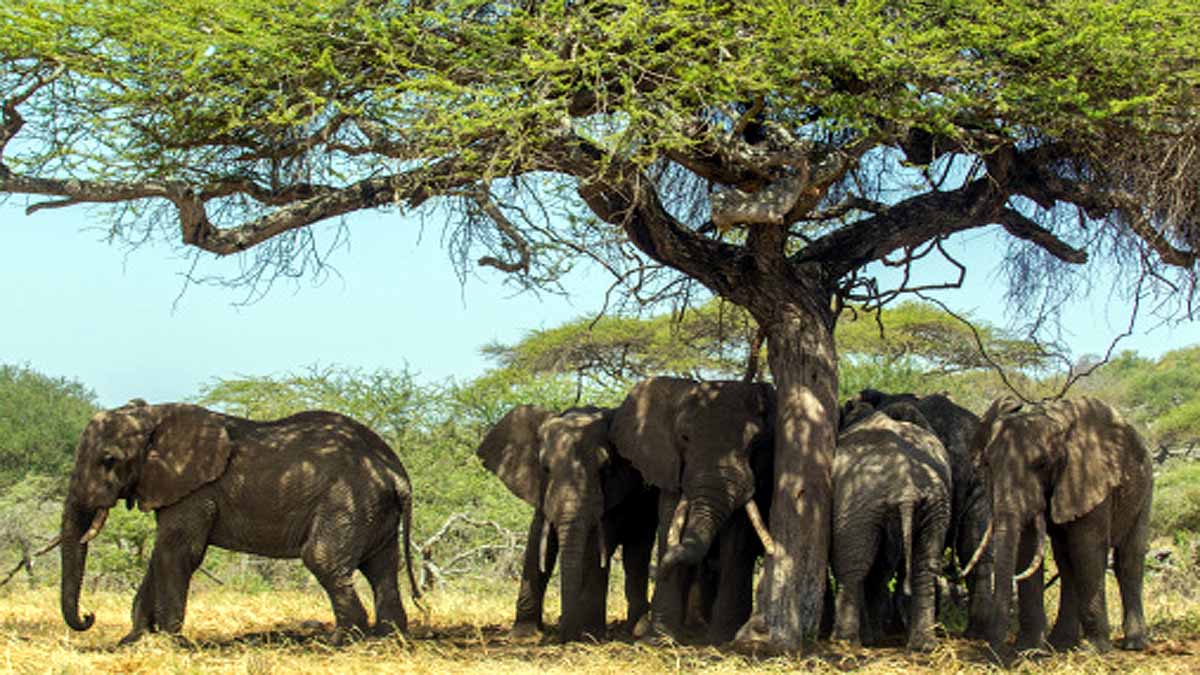 Animals Rising Temperature