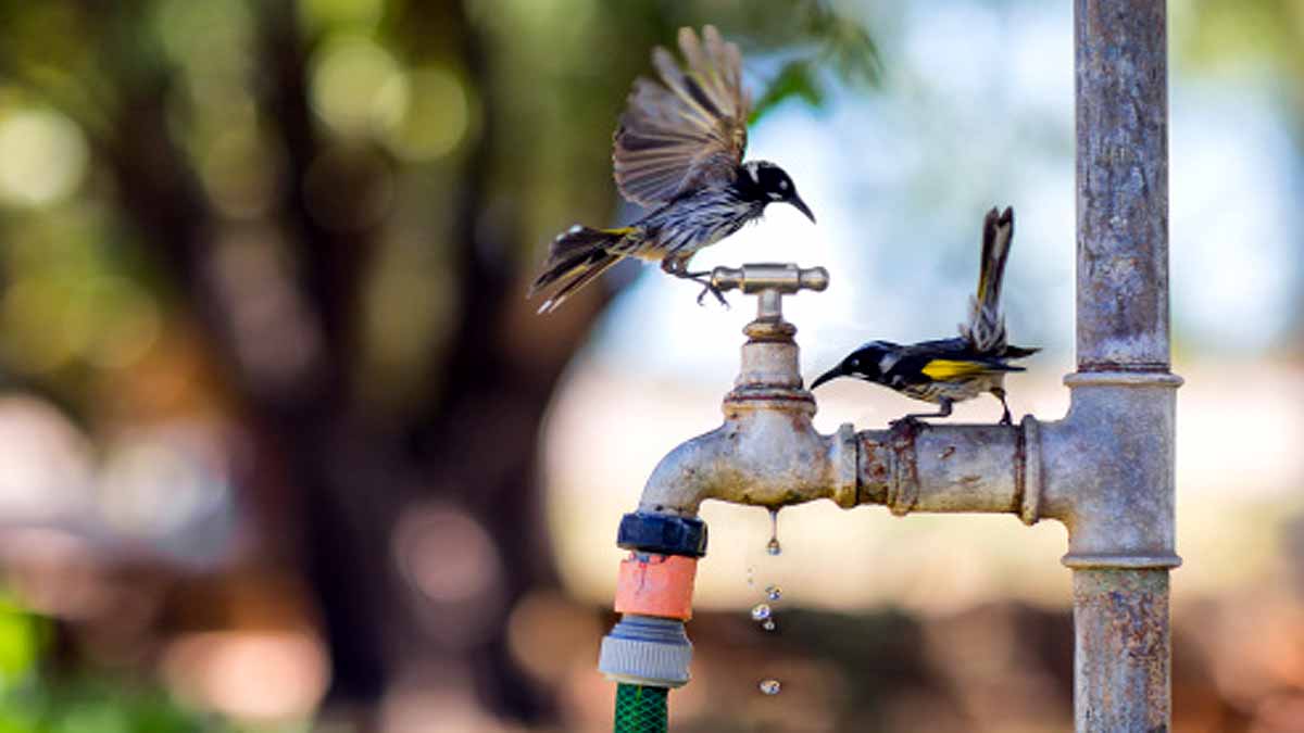 Animals Rising Temperature