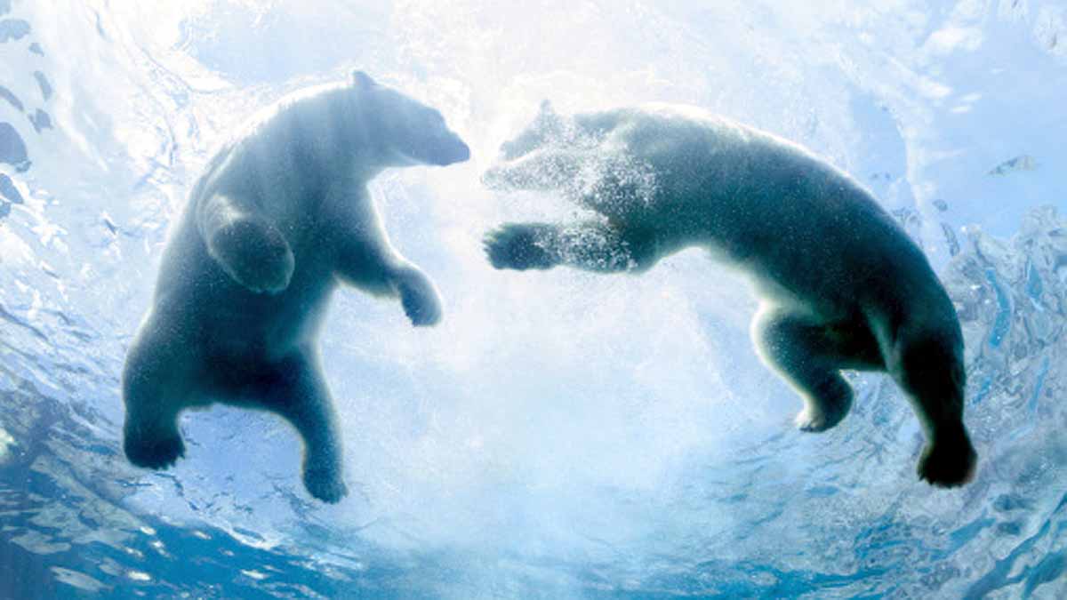 Animals Rising Temperature