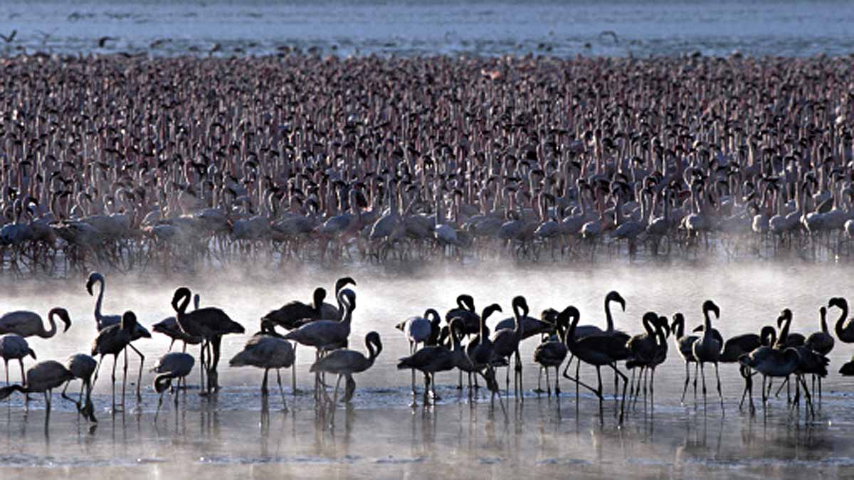 Animals Rising Temperature