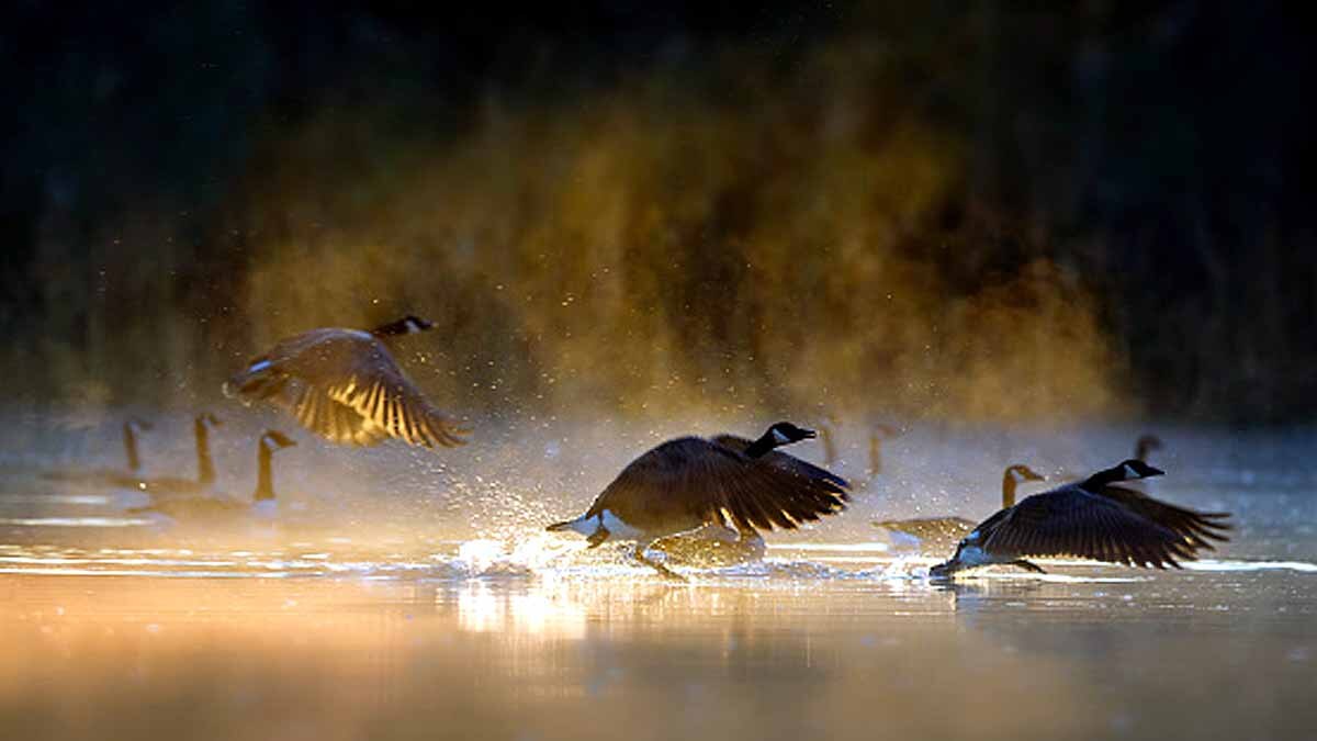 Animals Rising Temperature