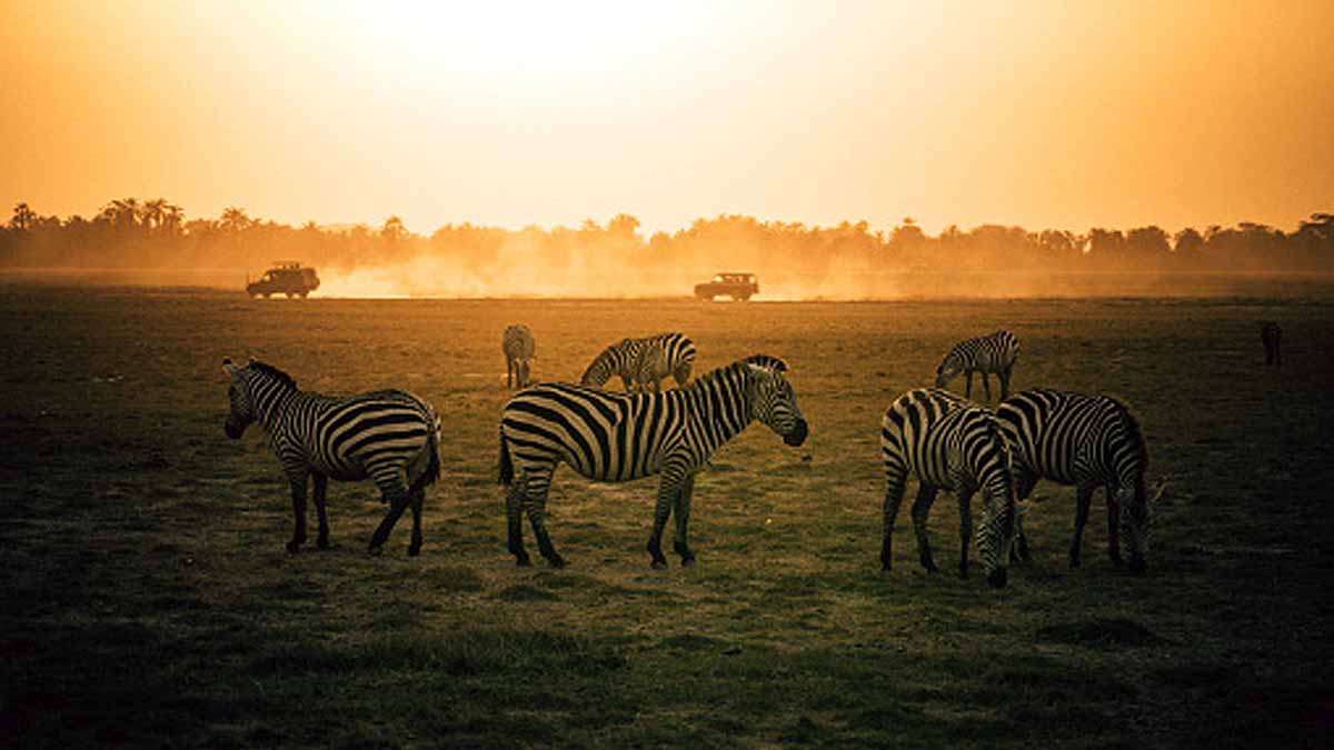 Animals Rising Temperature