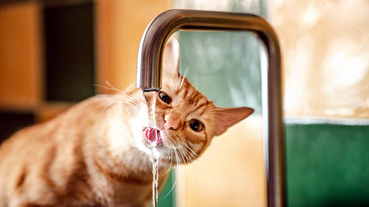 Animals Rising Temperature