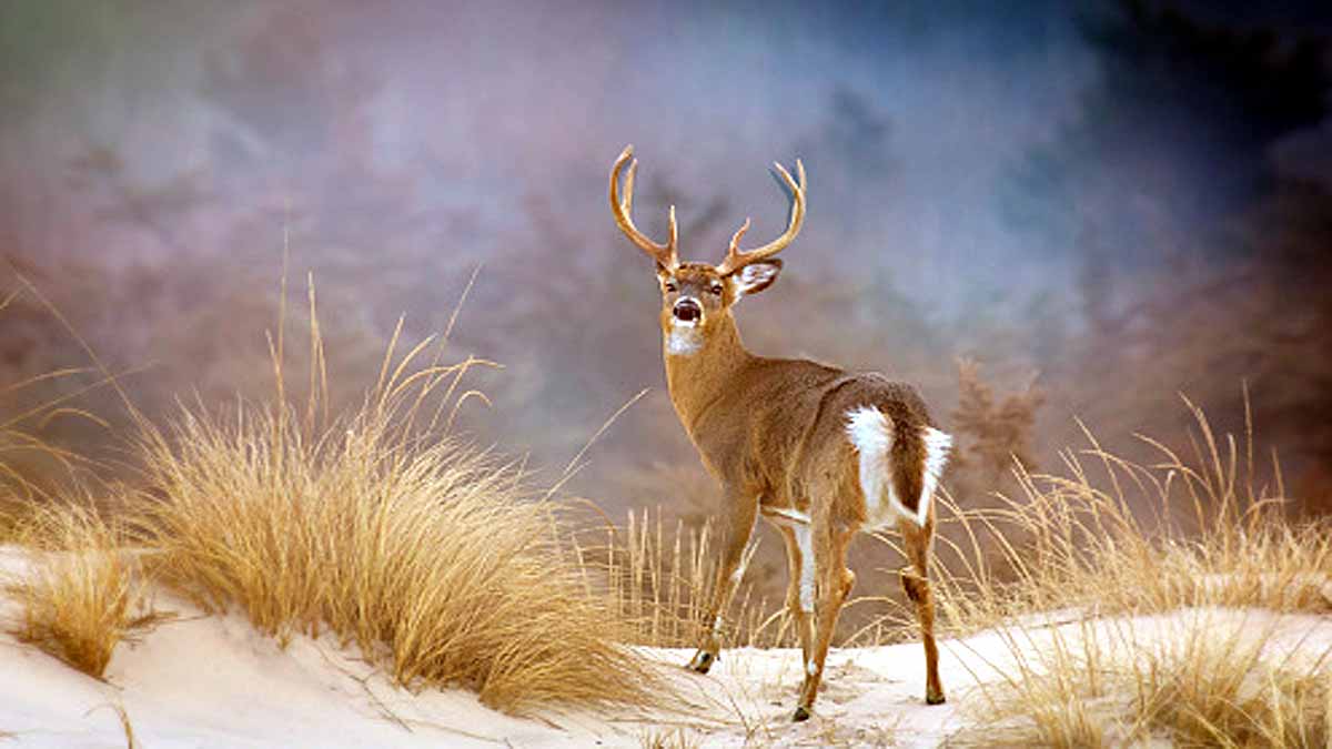 Animals Rising Temperature