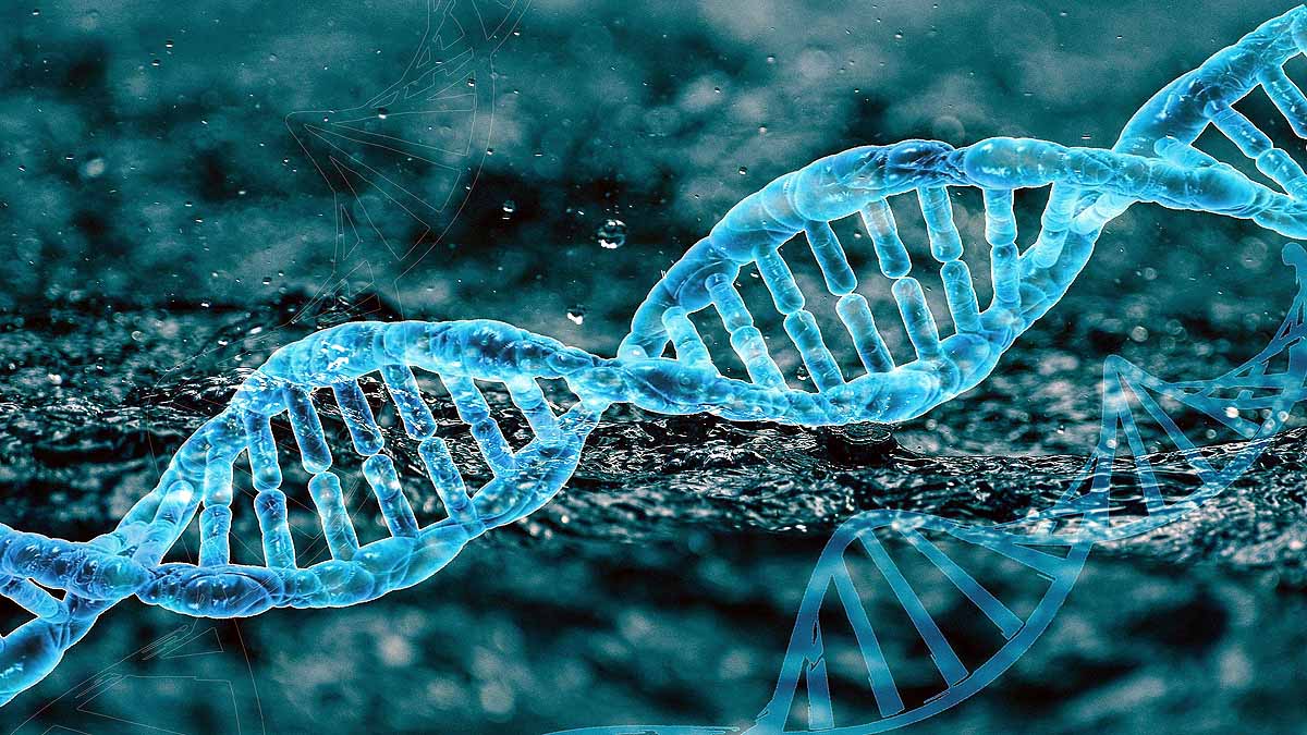 Modern human Neanderthal