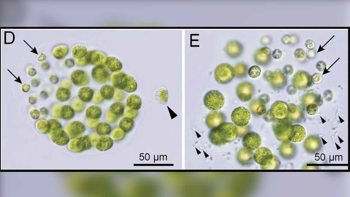 Algae Three Distinct Sexes