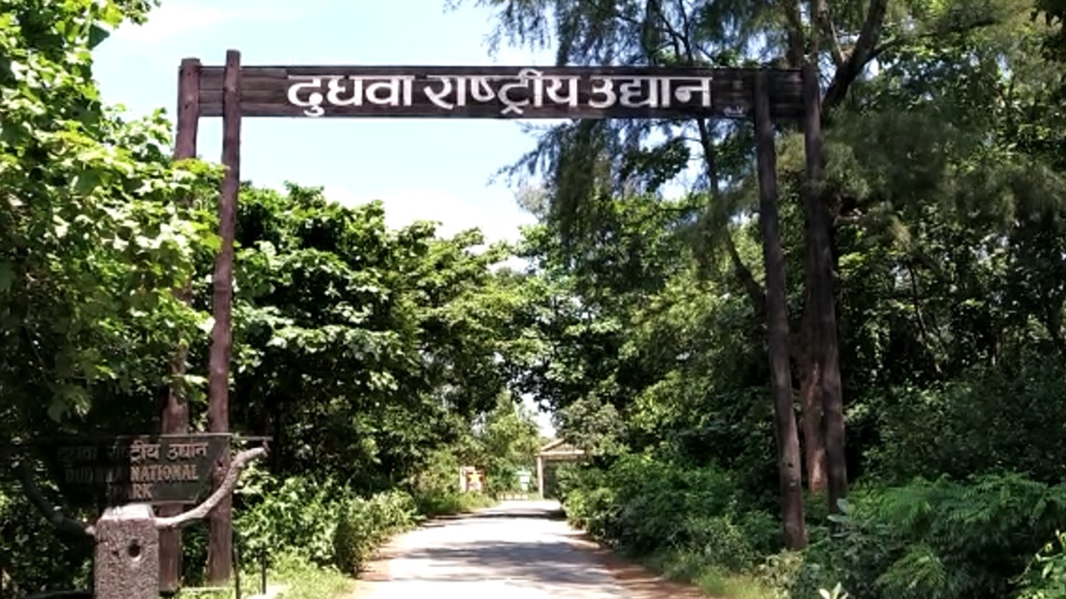 A giant python swallowed a deer baby lakhimpur kheri 