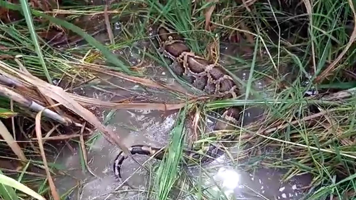 ह‍िरण को न‍िगल कर बैठा अजगर.